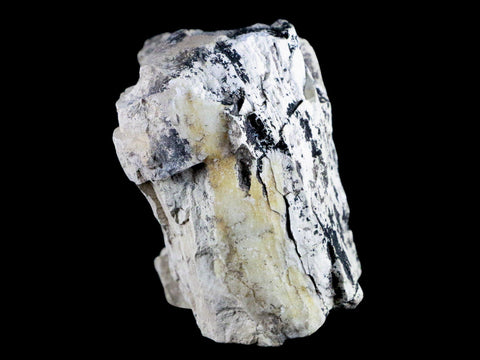 4" Stegosaurus Fossil Limb Bone Morrison FM Wyoming Jurassic Age Dinosaur COA - Fossil Age Minerals
