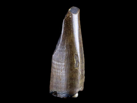 0.7" Albertosaurus Fossil Juvenile Premax Tooth Tyrannosaur Cretaceous Dinosaur COA - Fossil Age Minerals