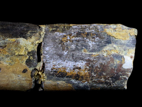 5.2" Diplodocus Rib Bone Fossil Morrison FM Wyoming Jurassic Age Dinosaur COA - Fossil Age Minerals