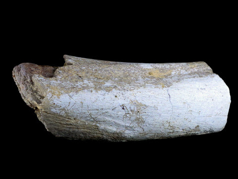 6" Torosaurus Fossil Rib Bone Lance Creek FM WY Cretaceous WY Dinosaur COA - Fossil Age Minerals