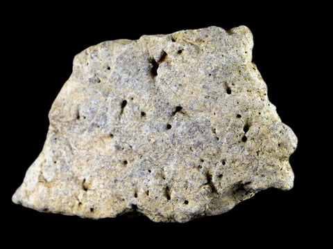 2.5" Centrosaurus Frill Fossil Bone Judith River FM Cretaceous Dinosaur MT COA - Fossil Age Minerals