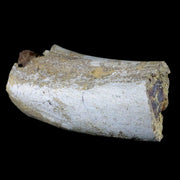 6" Torosaurus Fossil Rib Bone Lance Creek FM WY Cretaceous WY Dinosaur COA