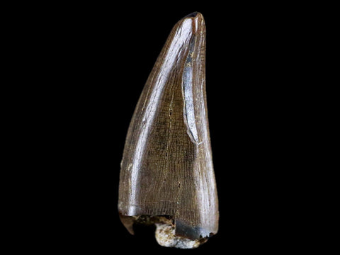 0.7" Albertosaurus Fossil Juvenile Premax Tooth Tyrannosaur Cretaceous Dinosaur COA - Fossil Age Minerals