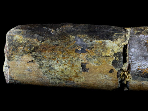5.2" Diplodocus Rib Bone Fossil Morrison FM Wyoming Jurassic Age Dinosaur COA - Fossil Age Minerals