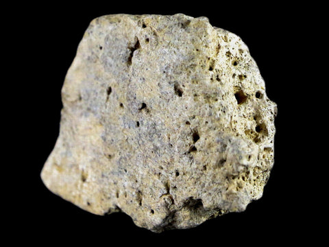 2.5" Centrosaurus Frill Fossil Bone Judith River FM Cretaceous Dinosaur MT COA - Fossil Age Minerals