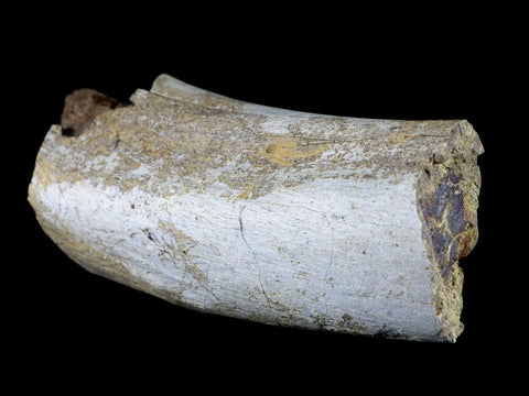6" Torosaurus Fossil Rib Bone Lance Creek FM WY Cretaceous WY Dinosaur COA - Fossil Age Minerals
