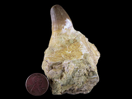 2.5" Mosasaur Prognathodon Fossil Jaw Section Tooth Cretaceous Dinosaur Era COA