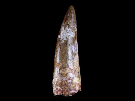 XL 2" Phytosaur Fossil Tooth Triassic Age Archosaur Redonda FM NM COA & Display