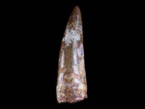 XL 2" Phytosaur Fossil Tooth Triassic Age Archosaur Redonda FM NM COA & Display - Fossil Age Minerals