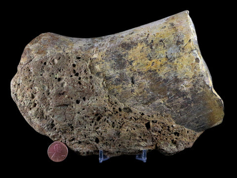 XL 6.8" Chasmosaurus Fossil Femur Judith River FM Cretaceous Dinosaur MT COA - Fossil Age Minerals