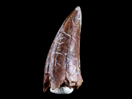 0.8" Phytosaur Fossil Tooth Triassic Age Archosaur Redonda FM NM COA & Display