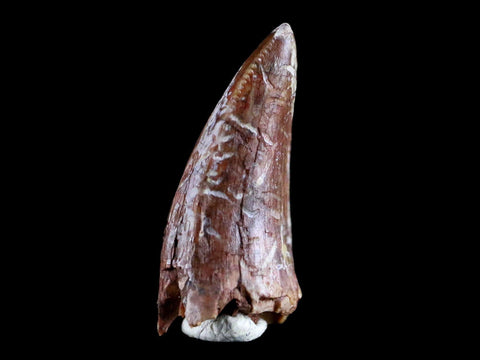 0.8" Phytosaur Fossil Tooth Triassic Age Archosaur Redonda FM NM COA & Display - Fossil Age Minerals