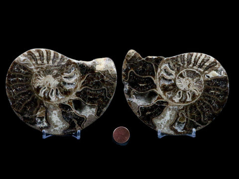 4.9" Choffaticeras Ammonite Fossil Cut Pair Shell Cretaceous Age Morocco Stands - Fossil Age Minerals