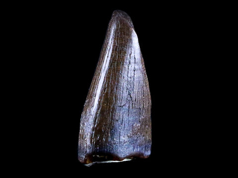 0.8" Albertosaurus Fossil Juvenile Premax Tooth Tyrannosaur Cretaceous Dinosaur COA - Fossil Age Minerals