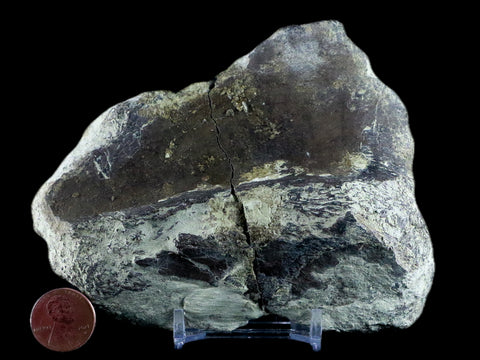 4.5" Diplodocus Bone Fossil Morrison FM Wyoming Jurassic Age Dinosaur COA - Fossil Age Minerals