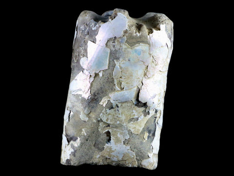 4.3" Baculite Fossil Opalized Cephalopod Late Cretaceous Bear Paw Shale Montana - Fossil Age Minerals
