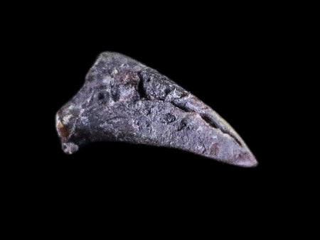 0.3" Dimetrodon Claw Fossil Permian Age Reptile Waurika Oklahoma COA, Display