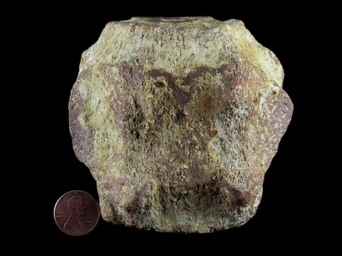 3.7" Fossil Whale Vertebrae York Town Formation Aurora, NC Miocene Age - Fossil Age Minerals