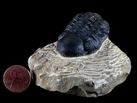 2" Reedops Cephalotes Trilobite Fossil Morocco Devonian Age 400 Mil Yrs Old COA - Fossil Age Minerals