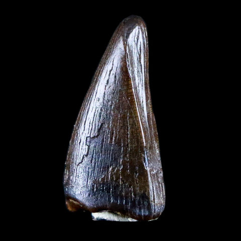 0.8" Albertosaurus Fossil Juvenile Premax Tooth Tyrannosaur Cretaceous Dinosaur COA - Fossil Age Minerals