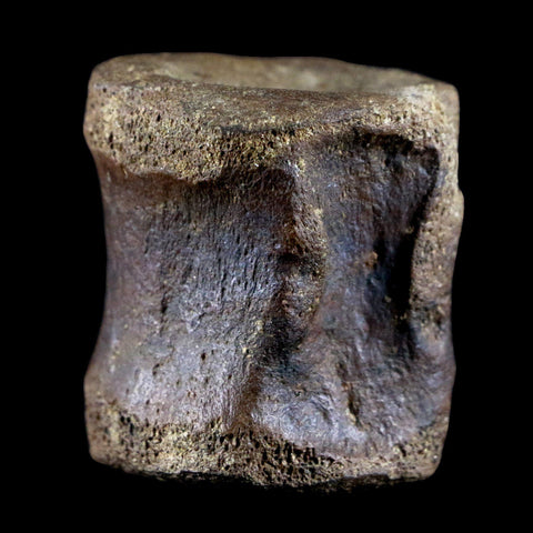 1.5" Brachylophosaurus Fossil Vertebrae Bone Cretaceous Dinosaur Judith River FM COA - Fossil Age Minerals