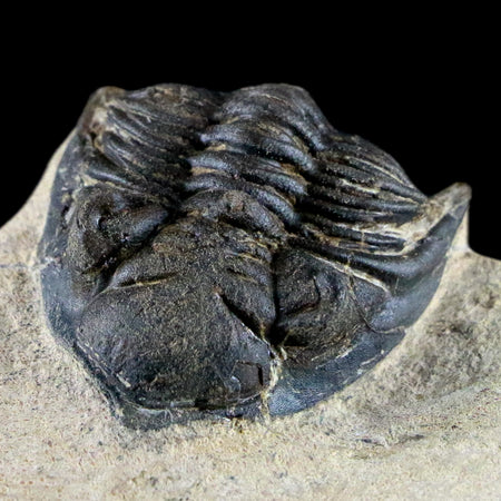 2" Metacanthina Issoumourensis Trilobite Fossil Devonian Age 400 Mil Yrs Old COA