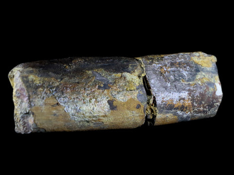 5.2" Diplodocus Rib Bone Fossil Morrison FM Wyoming Jurassic Age Dinosaur COA - Fossil Age Minerals