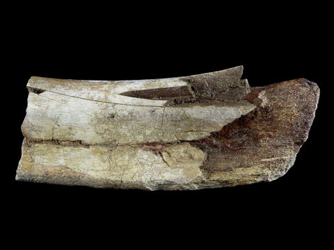 6" Torosaurus Fossil Rib Bone Lance Creek FM WY Cretaceous WY Dinosaur COA - Fossil Age Minerals
