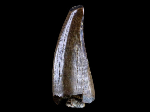 0.7" Albertosaurus Fossil Juvenile Premax Tooth Tyrannosaur Cretaceous Dinosaur COA - Fossil Age Minerals
