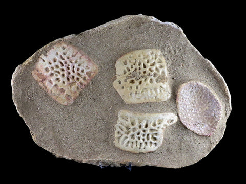 12" Crocodile Scute Armor Dermal Plate Fossil Bones Dinosaur Age Morocco Stand - Fossil Age Minerals