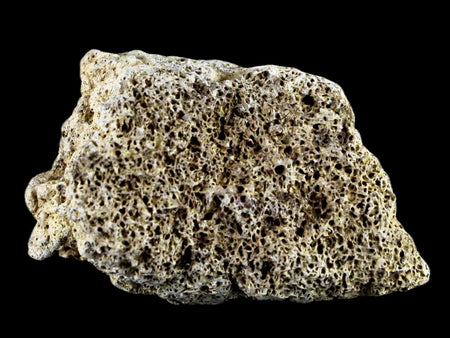 2.5" Centrosaurus Frill Fossil Bone Judith River FM Cretaceous Dinosaur MT COA