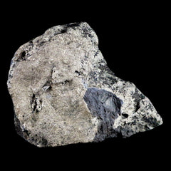 Chasmosaurus Collection