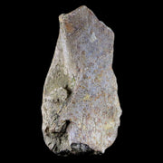 2.5" Torosaurus Skull Bone Fossil Lance Creek FM Cretaceous WY Dinosaur COA