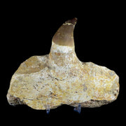 XL 5.7" Mosasaur Prognathodon Fossil Jaw Tooth Cretaceous Dinosaur Era COA