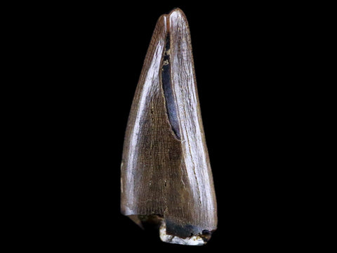 0.7" Albertosaurus Fossil Juvenile Premax Tooth Tyrannosaur Cretaceous Dinosaur COA - Fossil Age Minerals