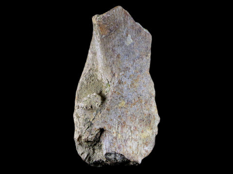 2.5" Torosaurus Skull Bone Fossil Lance Creek FM Cretaceous WY Dinosaur COA - Fossil Age Minerals