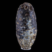 1.7" Fossil Pine Cone Equicalastrobus Replaced By Agate Eocene Age Seeds Fruit