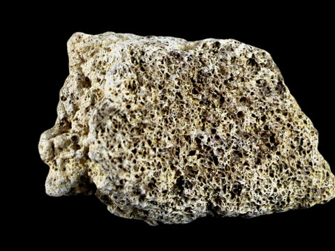 2.5" Centrosaurus Frill Fossil Bone Judith River FM Cretaceous Dinosaur MT COA - Fossil Age Minerals