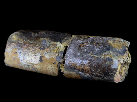 5.2" Diplodocus Rib Bone Fossil Morrison FM Wyoming Jurassic Age Dinosaur COA - Fossil Age Minerals