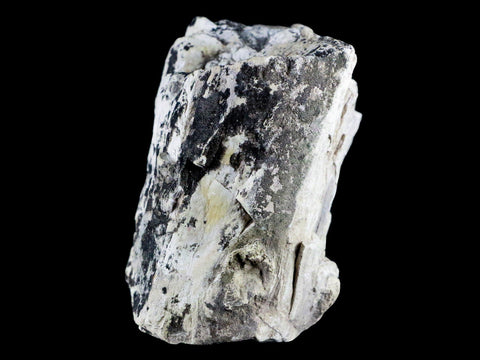 4" Stegosaurus Fossil Limb Bone Morrison FM Wyoming Jurassic Age Dinosaur COA - Fossil Age Minerals