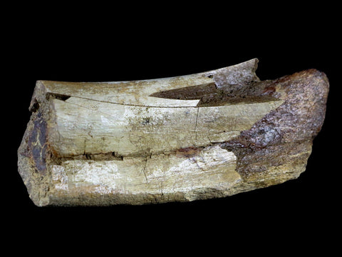 6" Torosaurus Fossil Rib Bone Lance Creek FM WY Cretaceous WY Dinosaur COA - Fossil Age Minerals