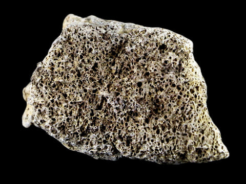 2.5" Centrosaurus Frill Fossil Bone Judith River FM Cretaceous Dinosaur MT COA - Fossil Age Minerals