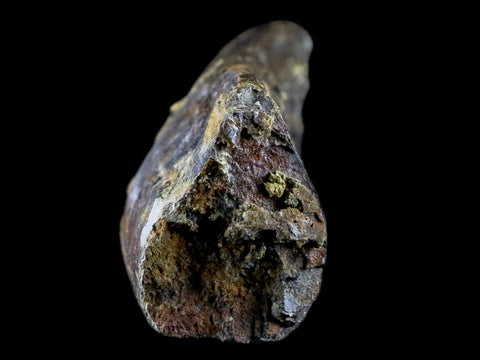 5.2" Diplodocus Rib Bone Fossil Morrison FM Wyoming Jurassic Age Dinosaur COA - Fossil Age Minerals