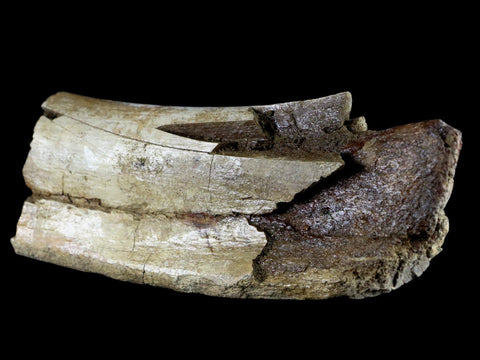 6" Torosaurus Fossil Rib Bone Lance Creek FM WY Cretaceous WY Dinosaur COA - Fossil Age Minerals