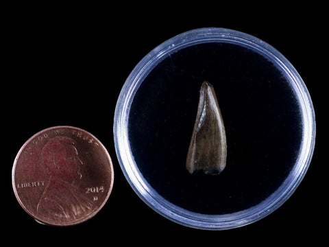 0.7" Albertosaurus Fossil Juvenile Premax Tooth Tyrannosaur Cretaceous Dinosaur COA - Fossil Age Minerals