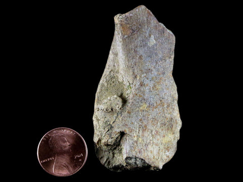 2.5" Torosaurus Skull Bone Fossil Lance Creek FM Cretaceous WY Dinosaur COA - Fossil Age Minerals