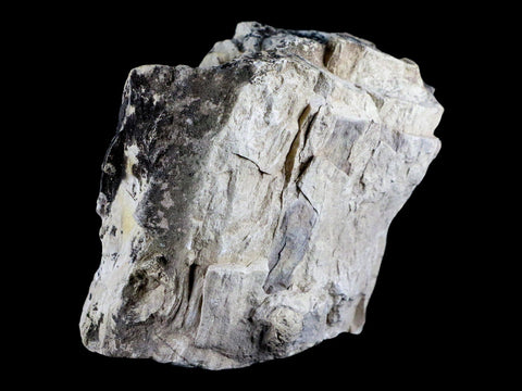 4" Stegosaurus Fossil Limb Bone Morrison FM Wyoming Jurassic Age Dinosaur COA - Fossil Age Minerals