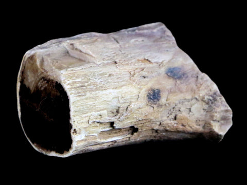 2" Fossilized Blue Forest Petrified Wood Limb Branch Eden Wyoming 50 Mil Yrs Old - Fossil Age Minerals