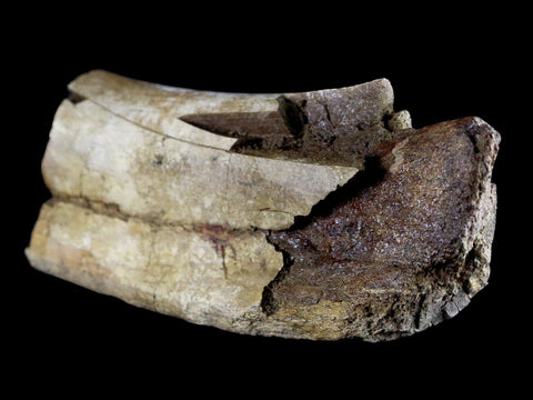 6" Torosaurus Fossil Rib Bone Lance Creek FM WY Cretaceous WY Dinosaur COA - Fossil Age Minerals