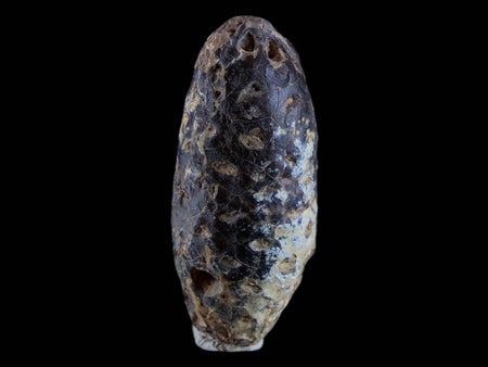 1.7" Fossil Pine Cone Equicalastrobus Replaced By Agate Eocene Age Seeds Fruit